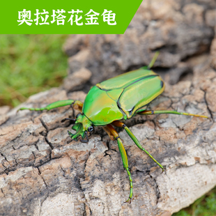 牧野虫社奥拉塔花金龟独角仙甲虫宠物昆虫甲壳虫活虫活物成虫幼虫