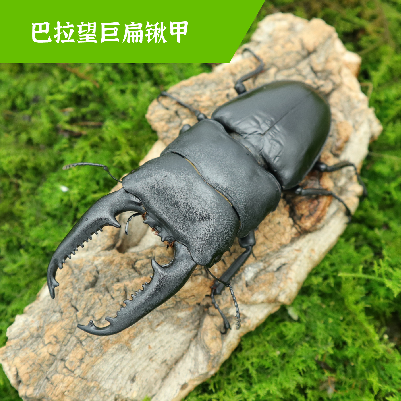 牧野虫社巴拉望巨扁锹甲虫独角仙