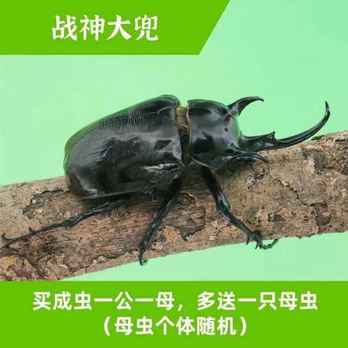 牧野虫社战神大兜甲虫独角仙