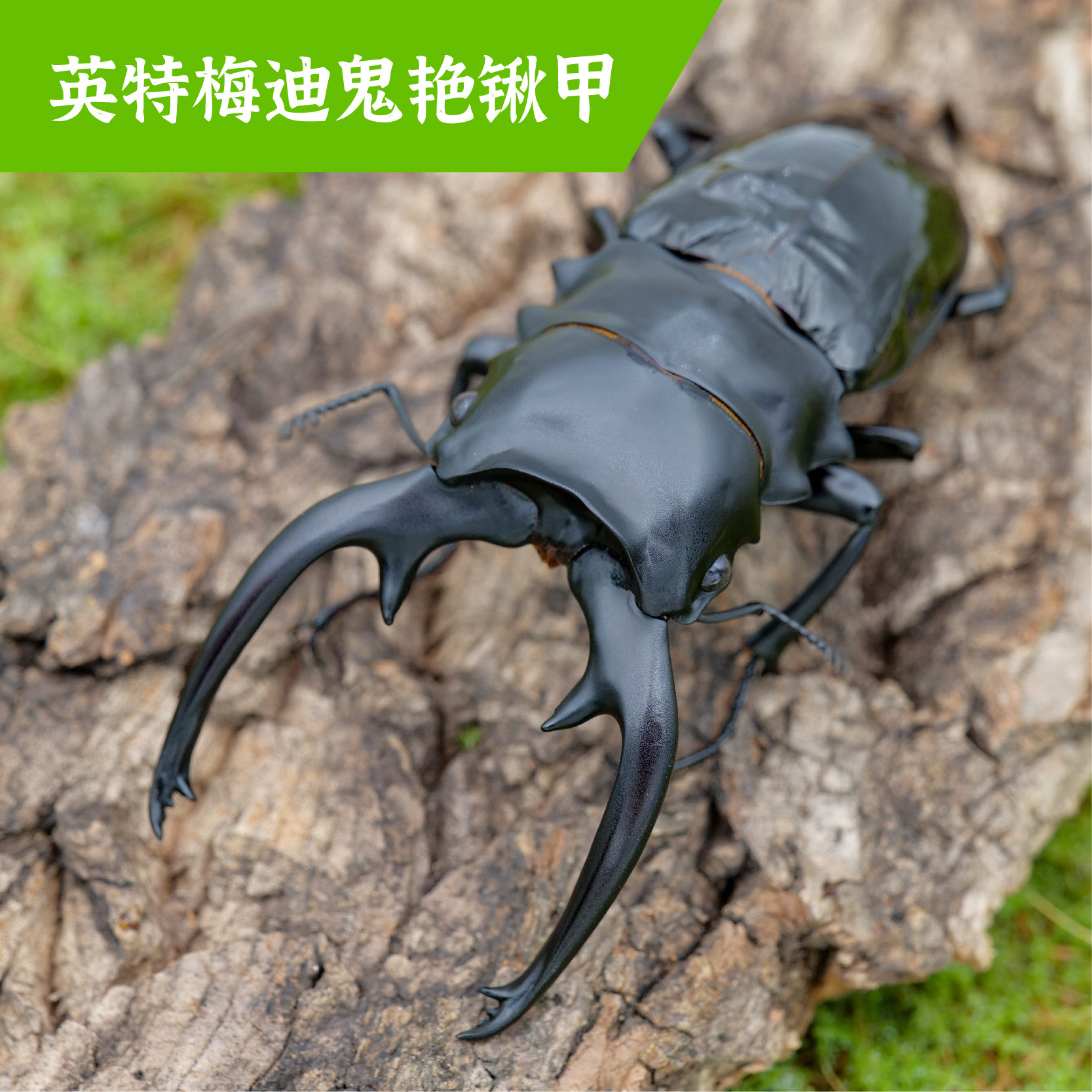 牧野虫社英特梅迪鬼艳锹甲虫宠物独角仙昆虫活物成虫幼虫子活体