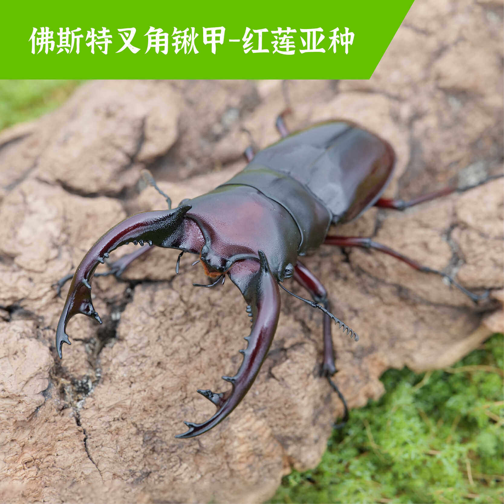 牧野虫社佛斯特叉角锹甲虫宠物独角仙昆虫活物成虫幼虫子活体家养