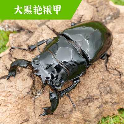 牧野虫社大黑艳锹甲甲壳虫活物