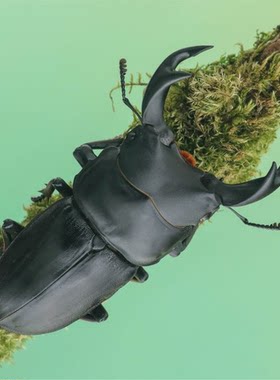 六一儿童节礼物养甲虫套装好养