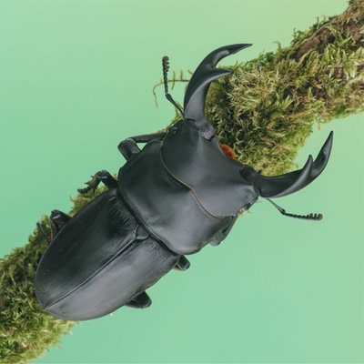 牧野虫社中国大锹甲虫独角仙