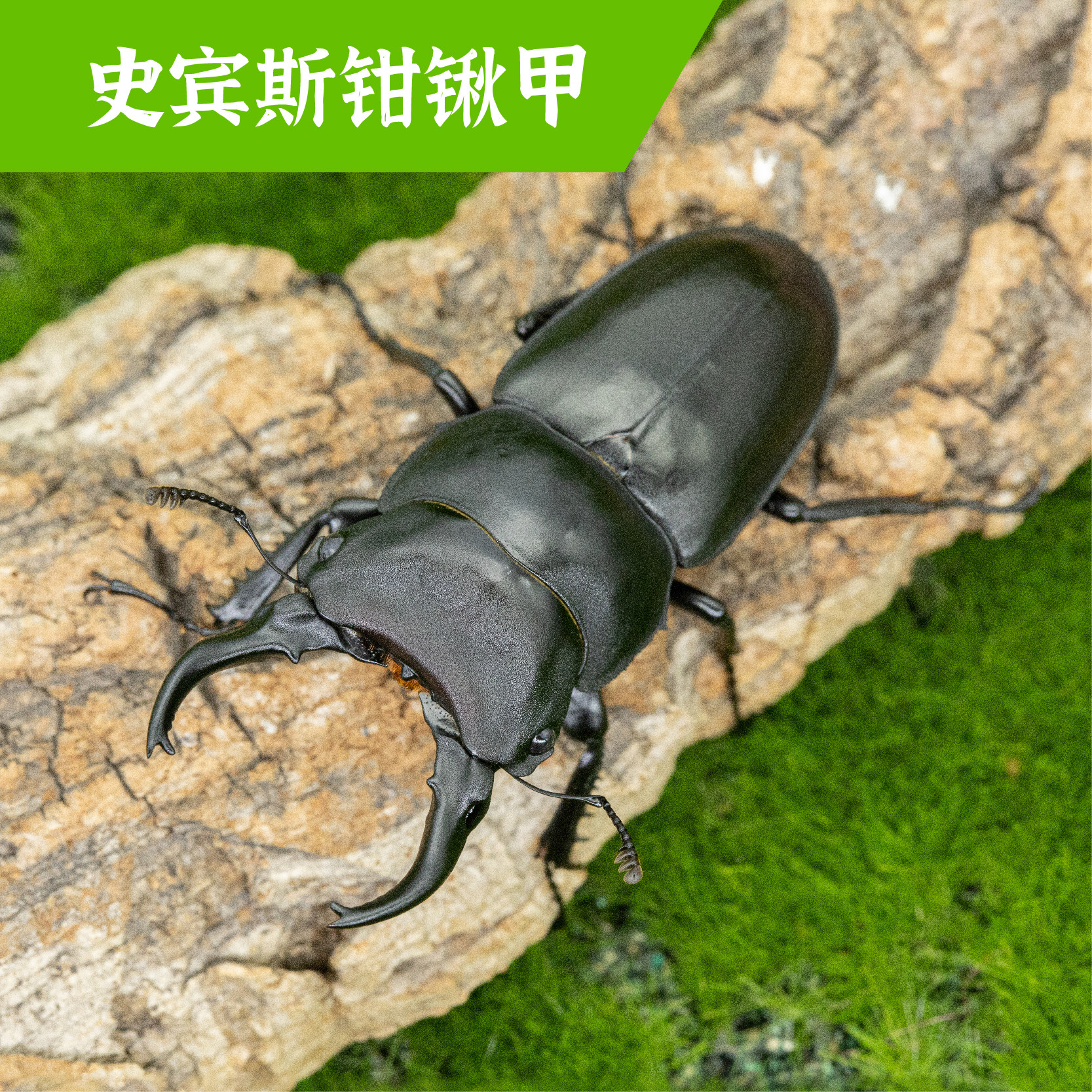 牧野虫社史宾斯钳锹甲独角仙甲虫爬宠活体锹形虫昆虫锹甲兜虫