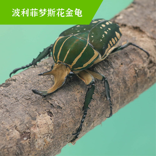 牧野虫社玻利菲梦斯花金龟甲虫