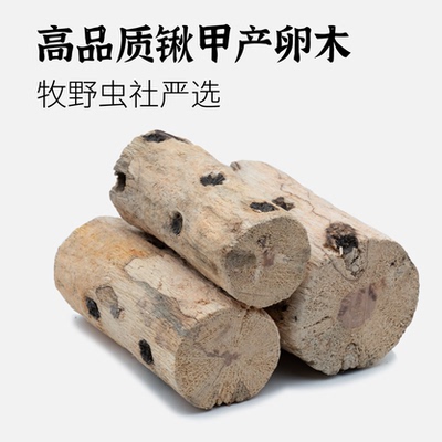 牧野虫社锹甲产卵木彩虹锹甲甲虫