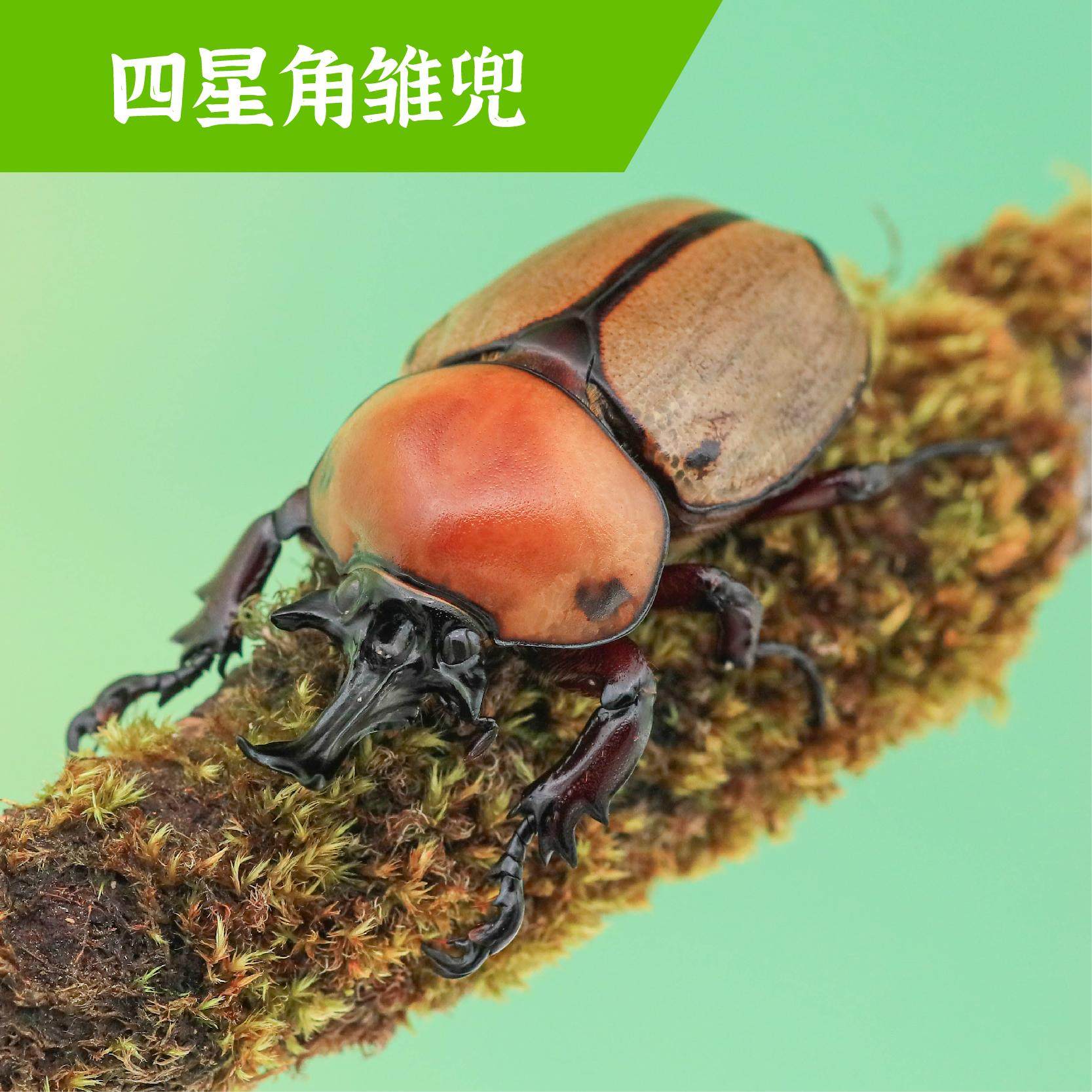 牧野虫社四星角雏兜独角仙甲虫宠物昆虫活物成虫幼虫活体甲壳虫子,宠物/宠物食品及用品,甲虫,淘宝优惠券,粉丝福利购,淘宝优惠卷