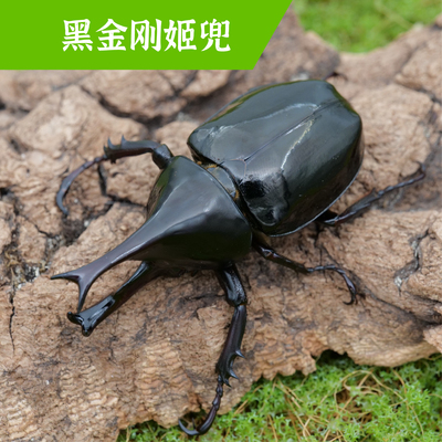 牧野虫社黑金刚姬兜甲虫独角仙