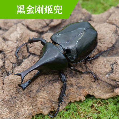 牧野虫社黑金刚姬兜甲虫独角仙