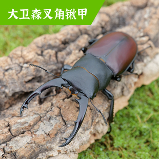 牧野虫社大卫森叉角锹甲锹甲虫宠物独角仙昆虫活物成虫幼虫子活体