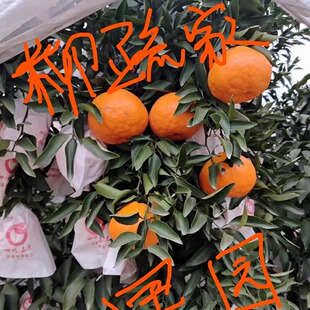 四川蒲江柳疏家春见耙耙柑自然熟顺丰包邮目前口感靠近9分甜