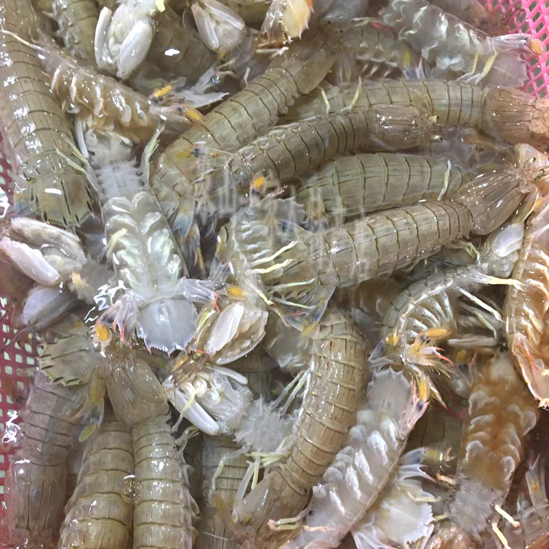 舟山东海皮皮虾鲜船活冻超虾姑海捕琵琶虾海鲜虾爬新鲜水产富贵虾