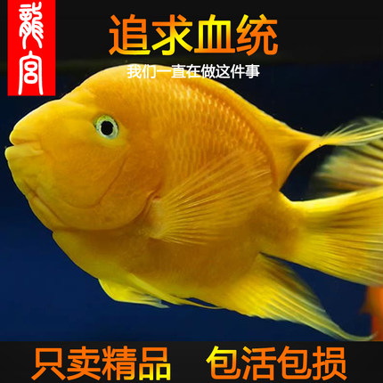 龙宫精品【元宝黄鹦鹉鱼系列】元宝黄鹦鹉鱼活体财神鱼热带观赏鱼