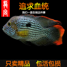 龍宮精品【皇冠系列】红尾皇冠鱼活体玉面皇冠鱼老寿星鱼蓝面财神