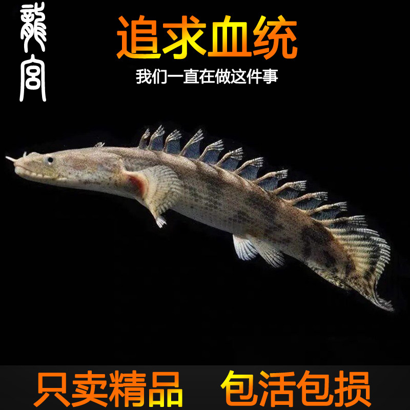 龙宫精品【恐龙鱼系列】虎斑恐龙鱼活体红眼大花恐龙王热带观赏鱼