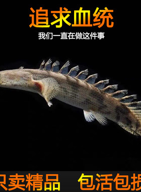 龙宫精品【恐龙鱼系列】虎斑恐龙鱼活体红眼大花恐龙王热带观赏鱼