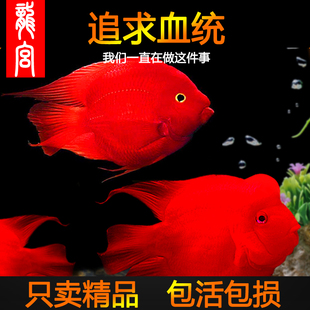 龙宫精品【财神鹦鹉鱼系列】元宝血红鹦鹉鱼活体财神鱼热带观赏鱼
