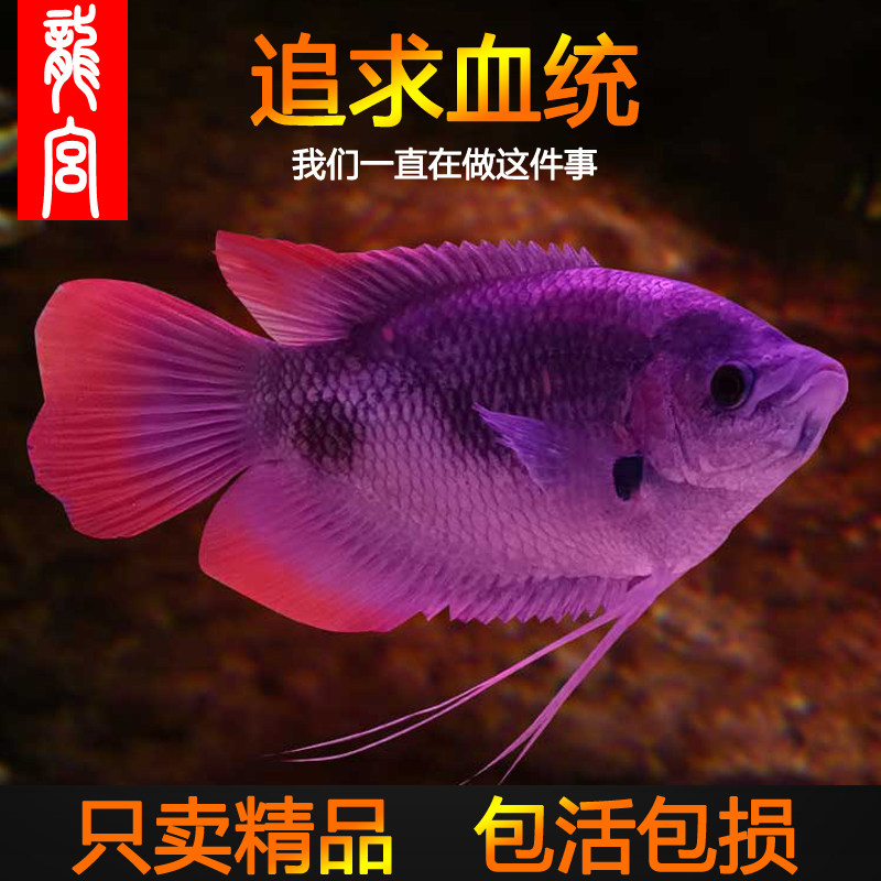 龍宮红尾古战船正宗精品观赏鱼