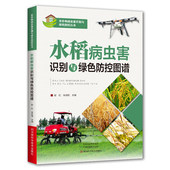 农作物病虫害快速诊治 水稻种植水稻栽培技术水稻病虫草害诊断防治图谱 36种主要病虫害书籍 彭红 水稻病虫害识别与绿色防控图谱
