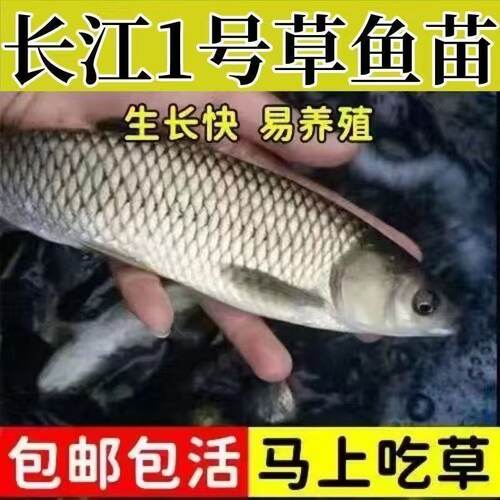 正宗特大号草鱼苗批发包活养殖草鱼苗优选推荐优质草鱼苗