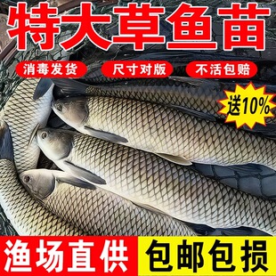 特大号草鱼苗淡水养殖食用皖鱼鲜活便宜半斤脆肉花鲢青鱼鲫鱼