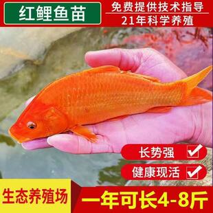 兴国红鲤鱼苗可食用可观赏淡水鱼塘养殖红鲤鱼苗大品种荷包红鲤鱼
