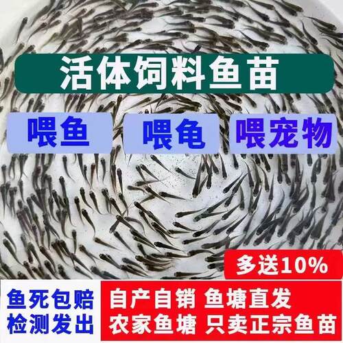 饲料活体饲饵活鱼苗喂鳄龟六角恐龙鱼鱼饲料罗汉开口杂鱼饲料包活