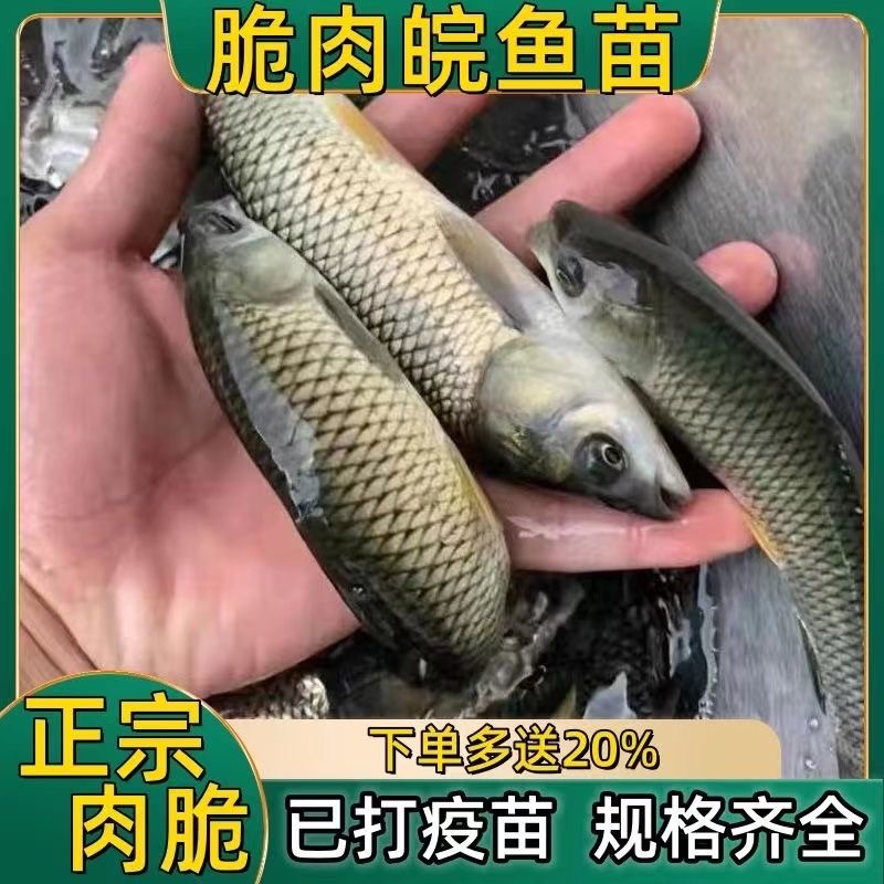 改良中山脆肉皖鱼大草鱼苗淡水养殖食用特大鲜活便宜包活包邮