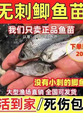 改良新品种无刺鲫鱼苗软骨鲫喜头鱼工程鲫中科鲫鱼银鲫黄金鲫鱼