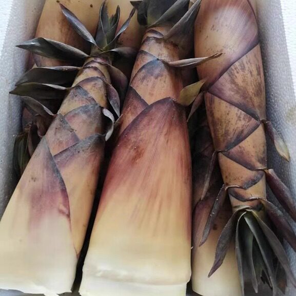 江西野生苦笋 新鲜带壳苦笋 现采现发