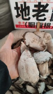 野生钻地鼠中药材入地老鼠无硫紫茉莉根正品地老鼠胭脂根500克