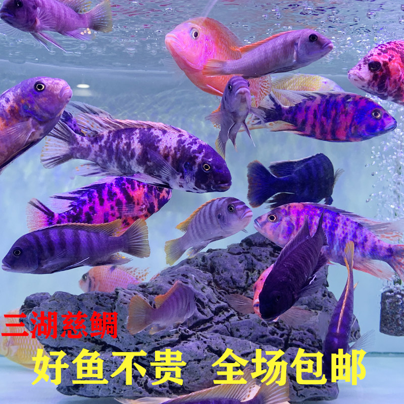 三湖慈鲷坦鲷马鲷杂鲷台系纯种孔雀岩栖中小型热带淡水观赏鱼活体
