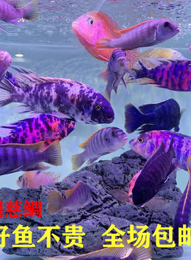 测试推荐三湖马鲷淡水岩栖