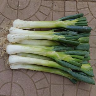 新鲜大葱鸡腿葱冬储大葱河北特产甜葱生吃蘸酱葱油饼好吃胜过章丘