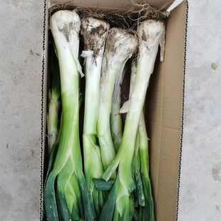 新鲜鸡腿葱大葱冬储农家自种非章丘大葱甜葱生吃蘸酱香葱
