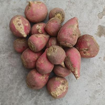 新鲜蔓菁现挖甜疙瘩芜菁小人参河北特产甜面熬粥好吃红薯洋姜地环