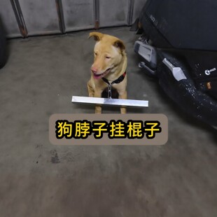 【狗追车限速器】狗挂木棍防追逐挂棍挂棍狗项圈新型训狗器绊狗棍