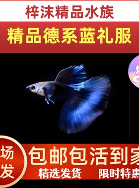 精品蓝礼服蝶翼大C孔雀鱼