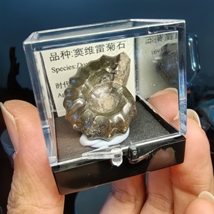 窦维雷菊石化石玛瑙化古生物天然地质博物馆标本礼品科普教学