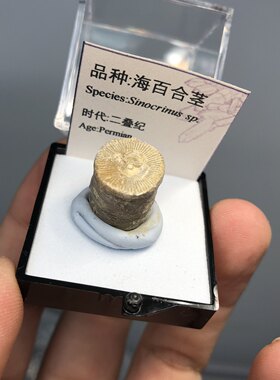 海百合天然古生物化石矿晶标本盒猫矿石能量石晶毕业礼品科普教学