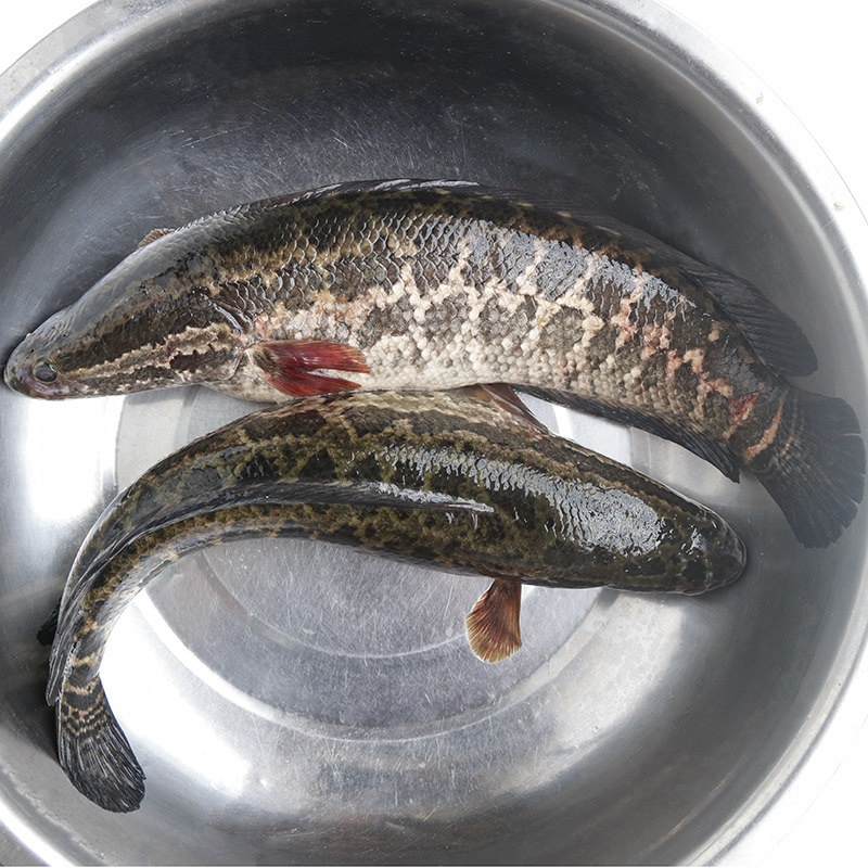 福建淡水黑鱼鲜活速冻新鲜乌鱼乌鳢发财鱼整条乌棒蛇头鱼文鱼才鱼