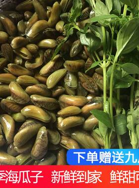 2斤包邮海瓜子薄壳鲜活 福建新鲜野生薄壳广东潮汕薄壳米海鲜贝壳