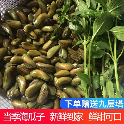 2斤包邮海瓜子薄壳鲜活 福建新鲜野生薄壳广东潮汕薄壳米海鲜贝壳