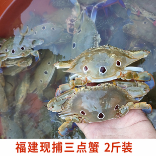 福建海捕三点蟹螃蟹野生膏蟹三眼蟹新鲜广东红星梭子蟹