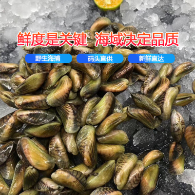 海捕新鲜海瓜子薄壳鲜活新鲜野生