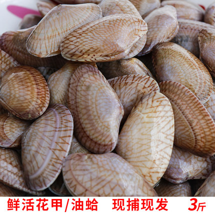 福建当天挖捕海贝类琉璃蛤油蛤开心花甲鲜活水产花蛤（保鲜不保活