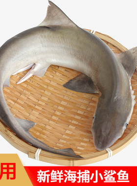 福建海捕食用整条小鲨鱼