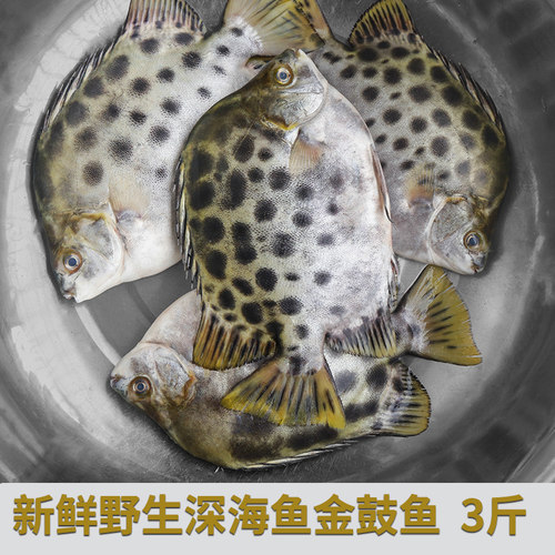 食用金鼓鱼海捕海鱼金古鱼