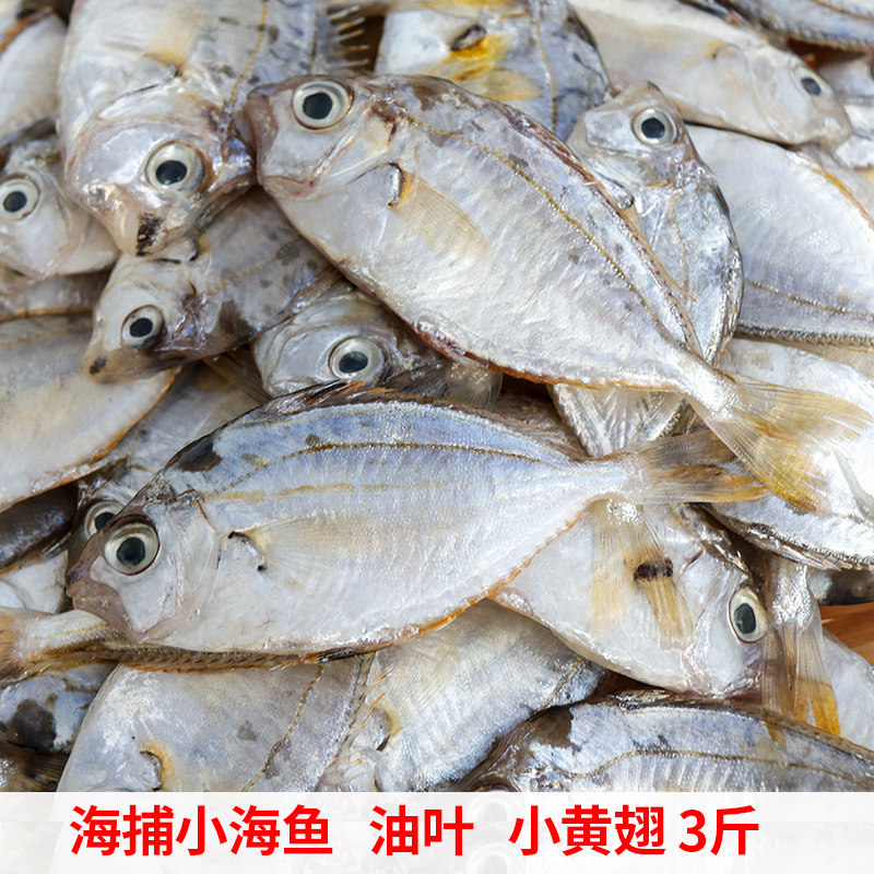 油叶鱼金钱花福建海捕新鲜小海鱼煲汤鲜美树叶仔金钱鱼花令仔包邮